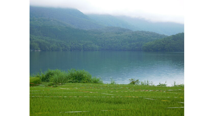 長野県青木湖　ホタルで有名