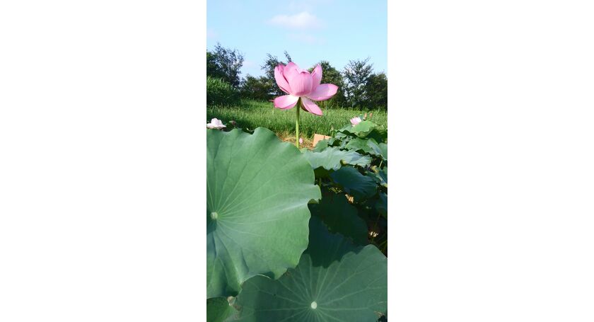 普者黒紅荷（アジア蓮）