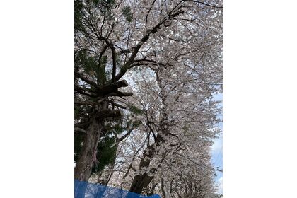 近隣学校校庭桜