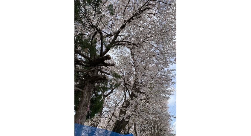 近隣学校校庭桜